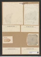 Diatomeae indet. Zeichnungen Sammlung Grunow Nr. 7596 (NHMW-BOT-W0376759)